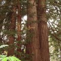 Sequoia sempervirens tronc